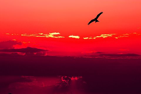 Ein Himmel in Rot mit einem Vogel am oberen Bildrand und darunter einigen Wolken.