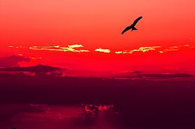 Ein Himmel in Rot mit einem Vogel am oberen Bildrand und darunter einigen Wolken.