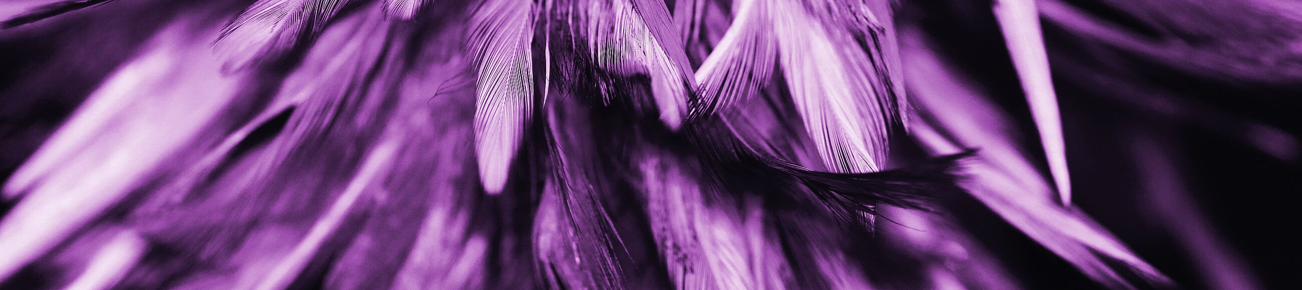 Nahaufnahme von violetten Federn