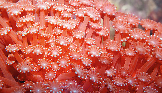 Farbsymbolik: Die Bedeutung von Orange Farbsymbolik: Die Bedeutung von Orange