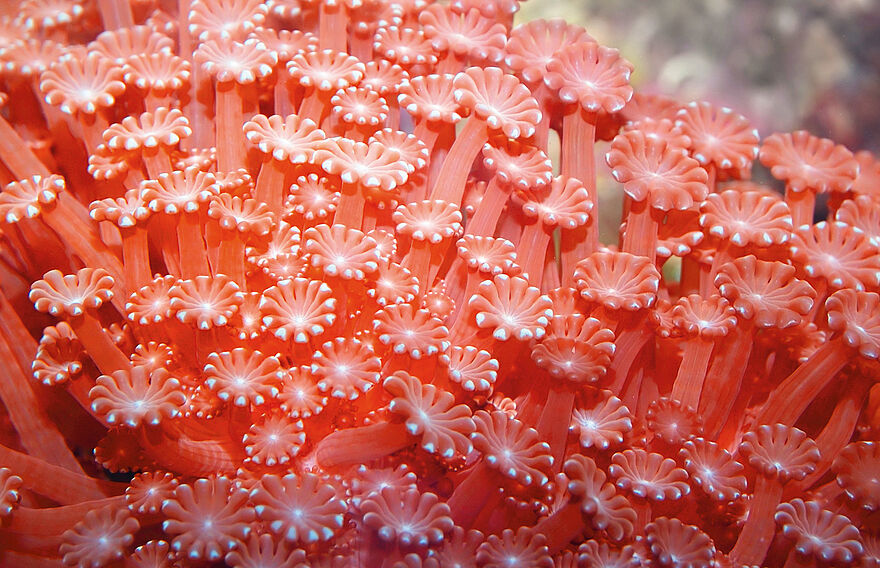 Nahaufnahme von orangefarbenen Korallen